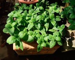 Cây dại xưa nhổ bỏ giờ nhiều người tìm mua, giá 100.000 đồng/kg